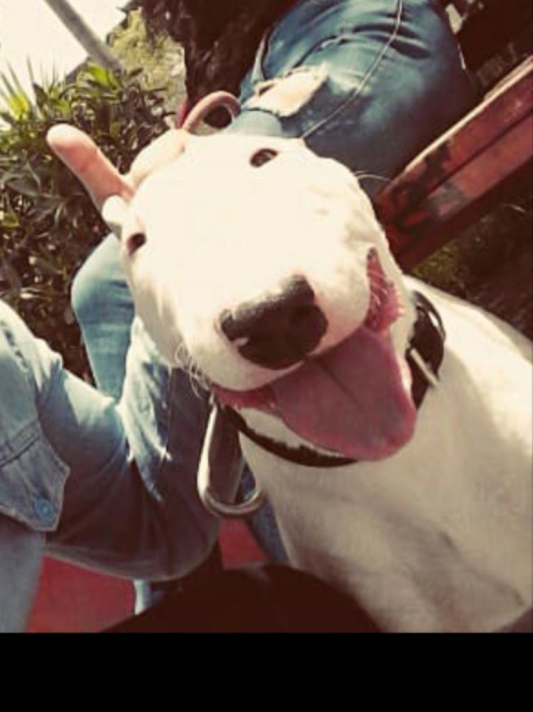 Bull Terrier 6 Meses