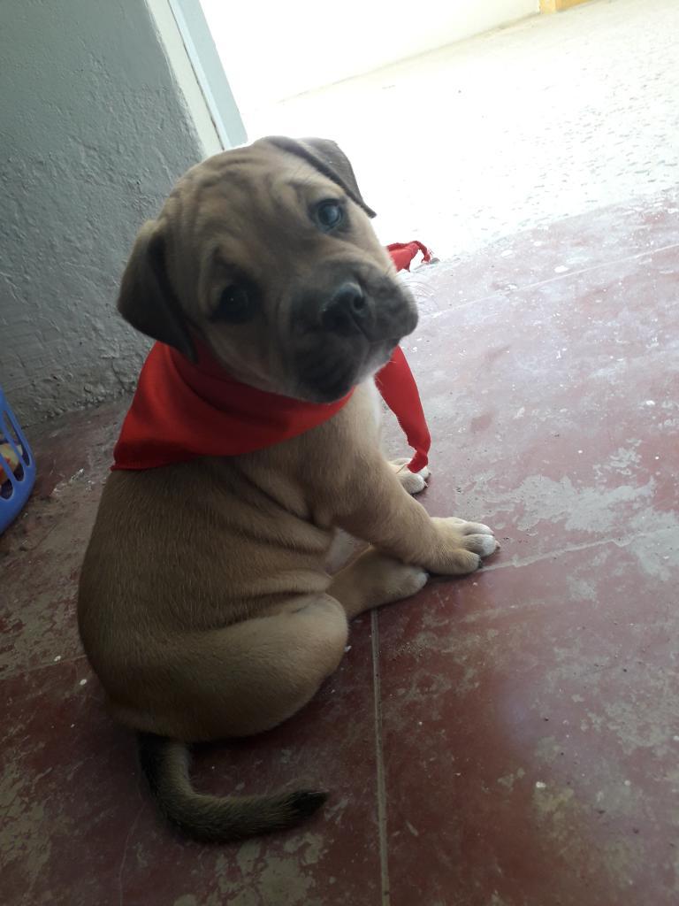 Cachorra Fusion