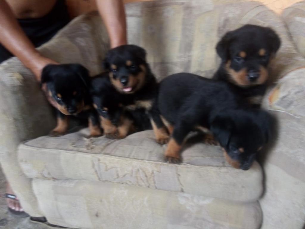 Cachorrita Rottweiler Alemán