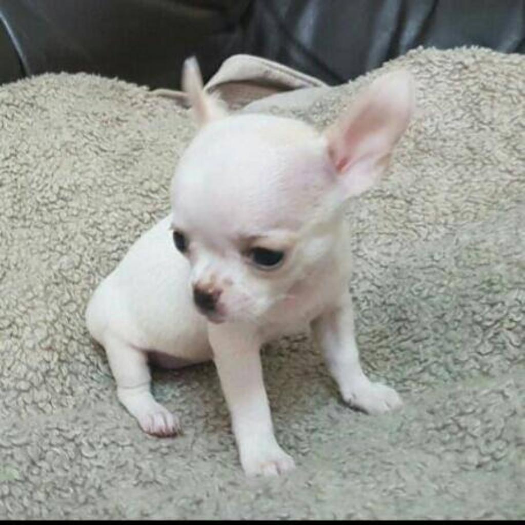 Cachorrito Chihuahua Mini Toy