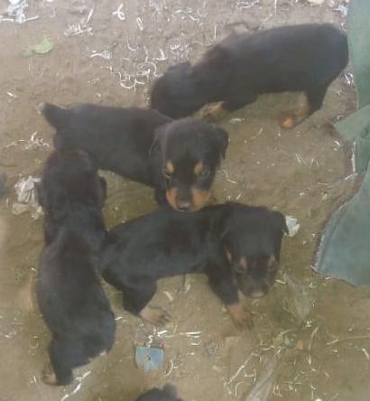 Cachorritos Rottwalier