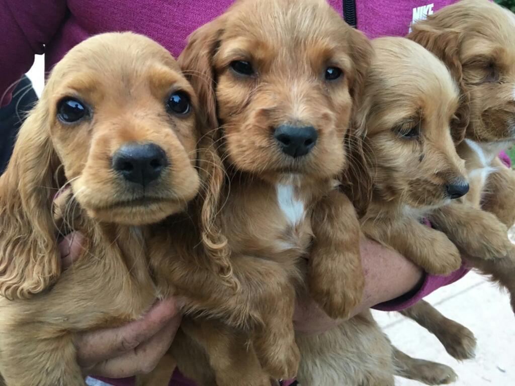 Cachorro Cocker