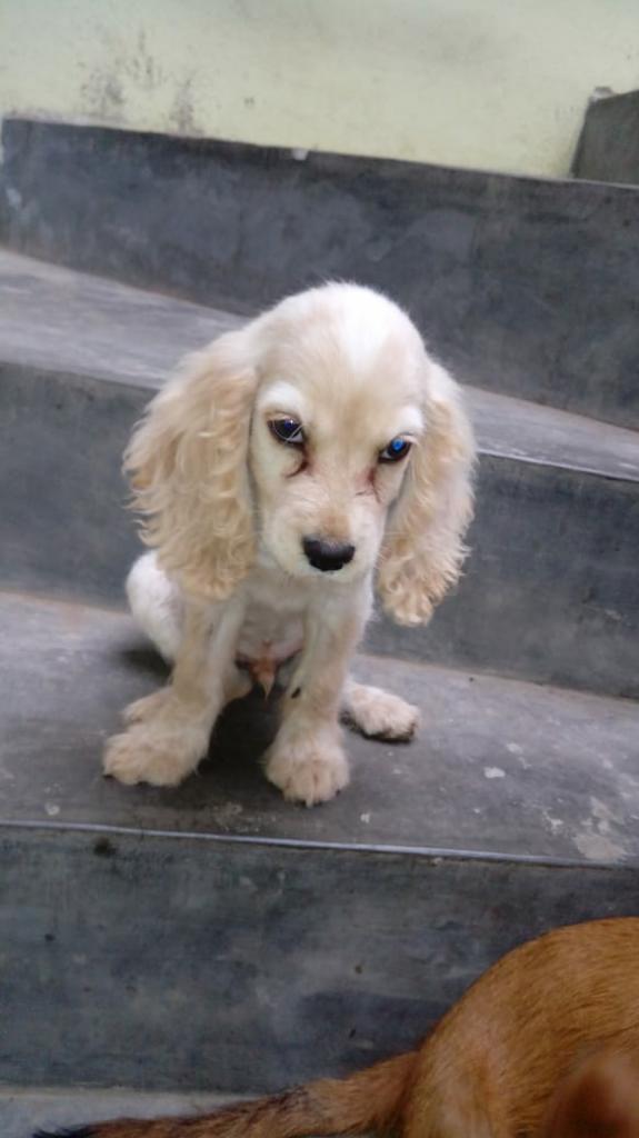Cachorro Cocker en Adopción