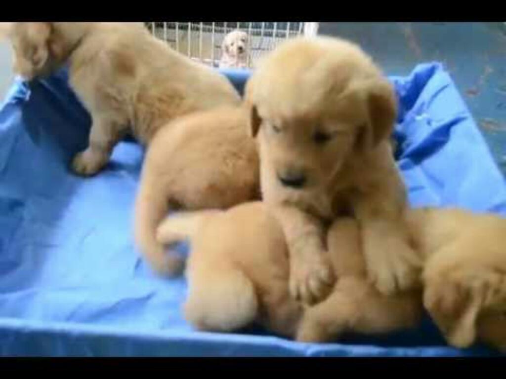 Cachorros Golden Retrievers