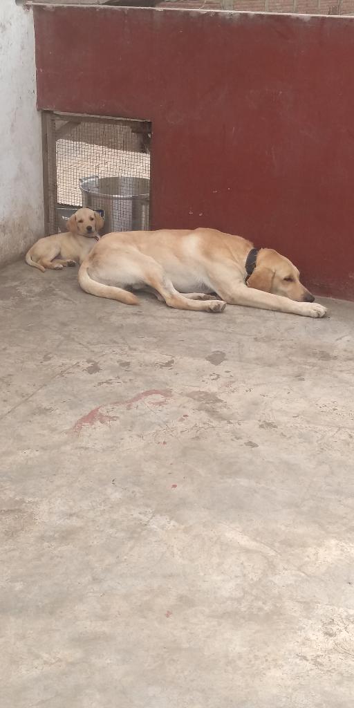 Cachorros Labrador