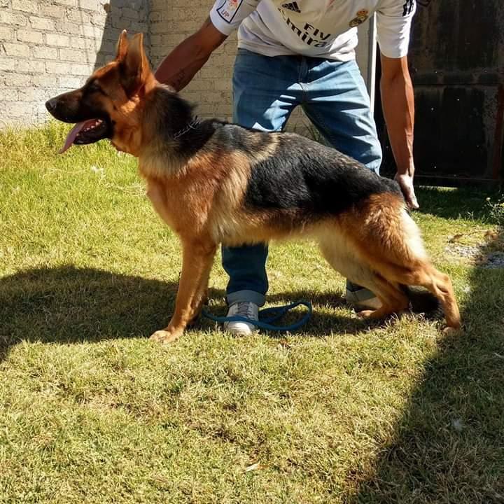 Cachorros Pastor Aleman