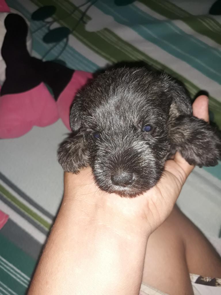 Cachorros Schnauzer Disponibles