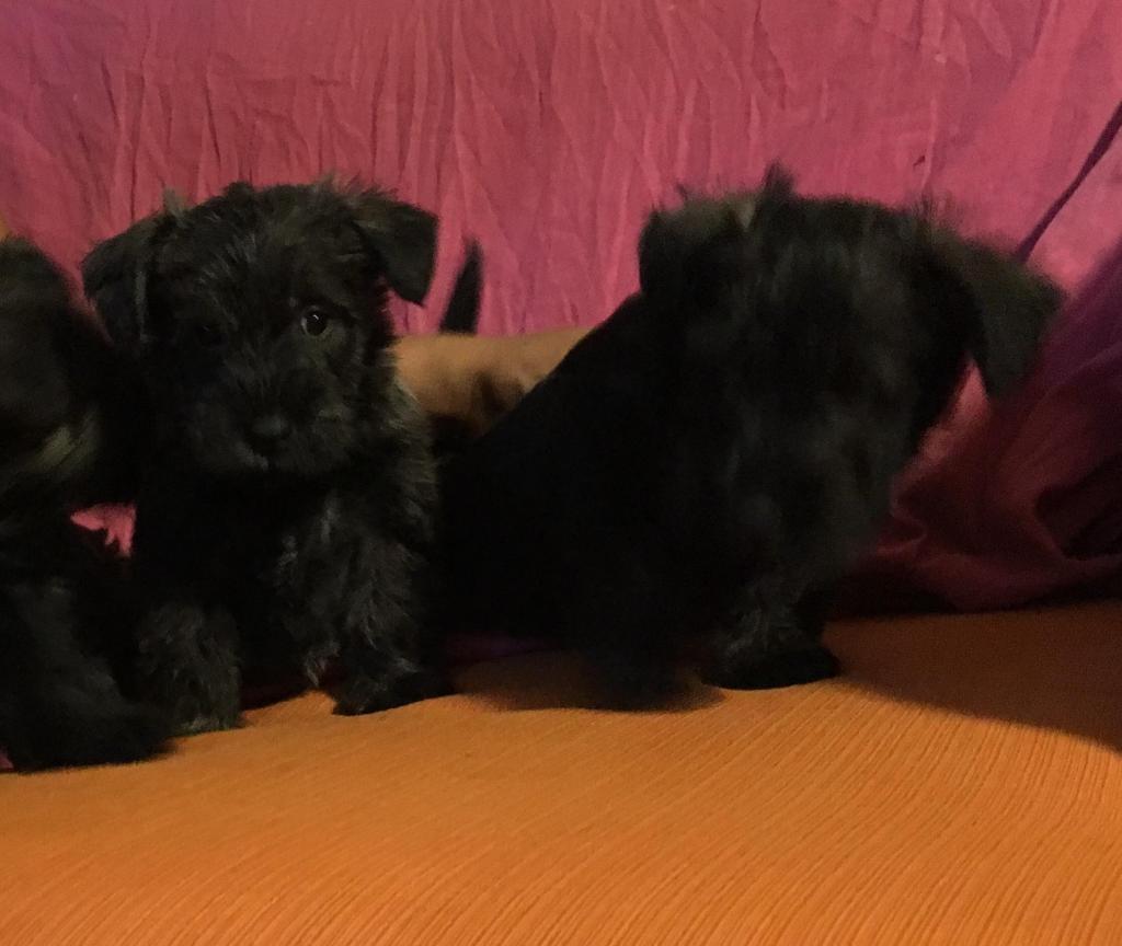 Cachorros Scottish Terrier