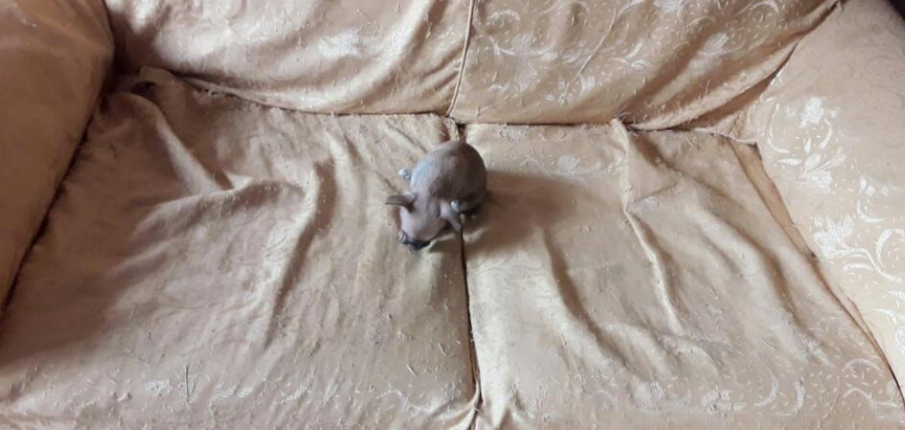 Chihuahua Mini Toy