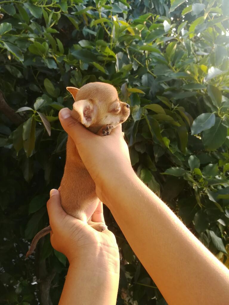 Chihuahuas Minitoy