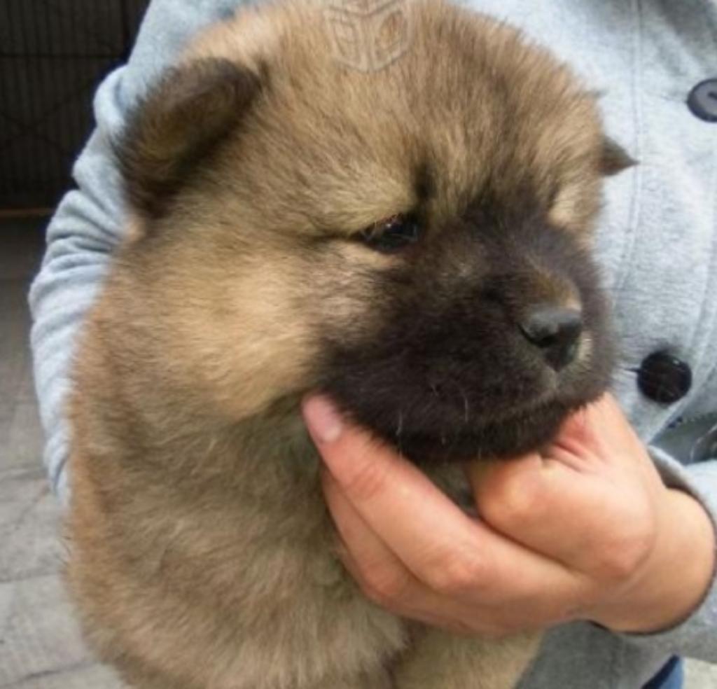 Chow Chow