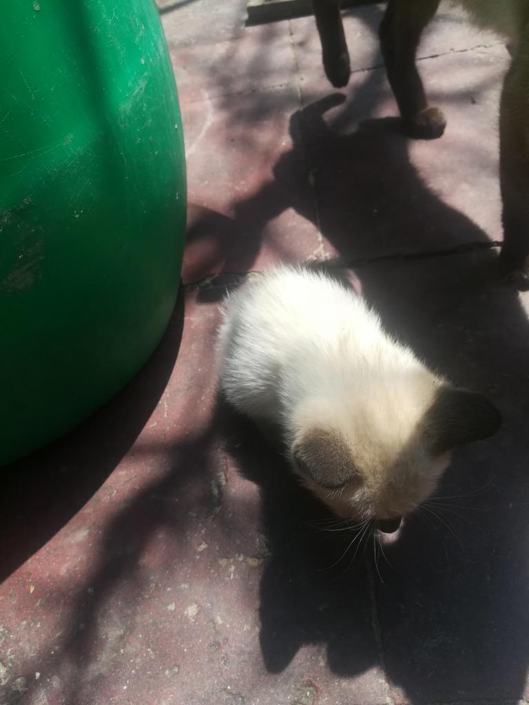 Gatitas siamese