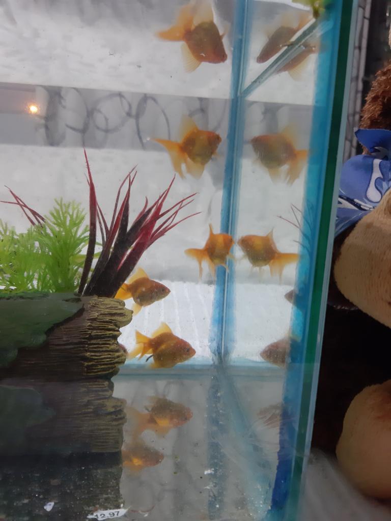 Goldfish Oranda Hijos de Imortados