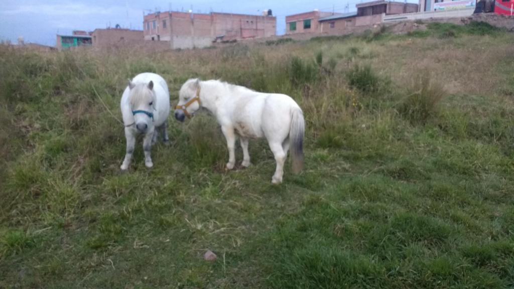 Hermoso poni blanco