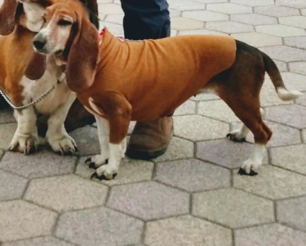 Necesito Basset Macho para Monta