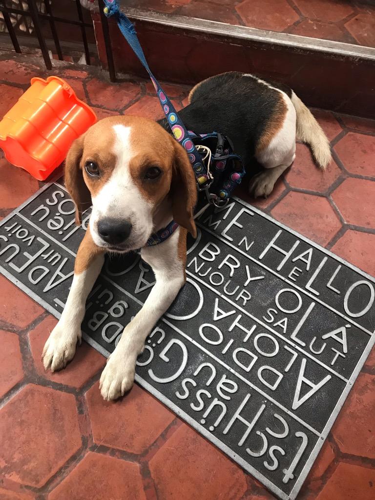 Obsequio Beagle