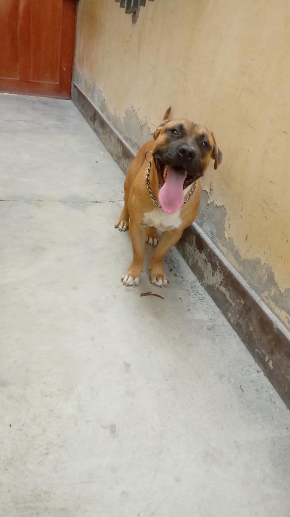 Perro Fusión de 8 Meses