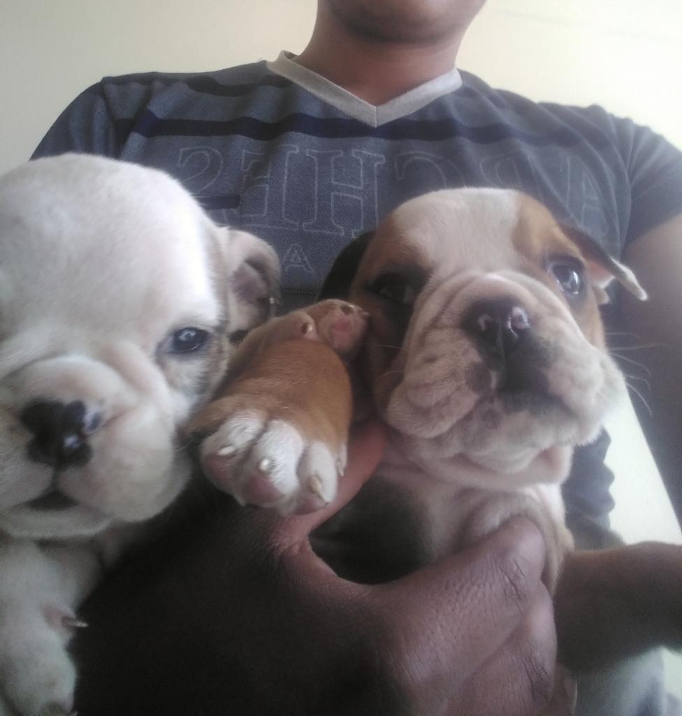 Remato Cachorros Hembras Bulldog Ingles