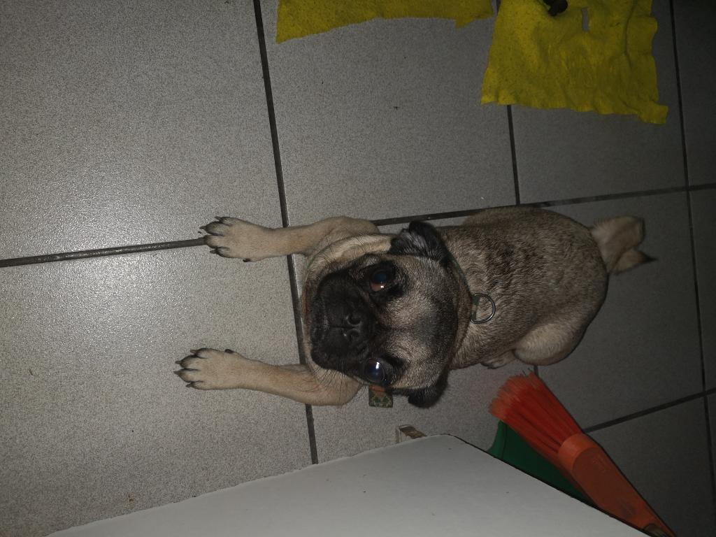 Se Vende Perrita Pug