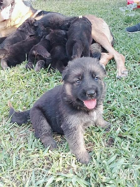 Se Venden Cachorros Pastor Aleman