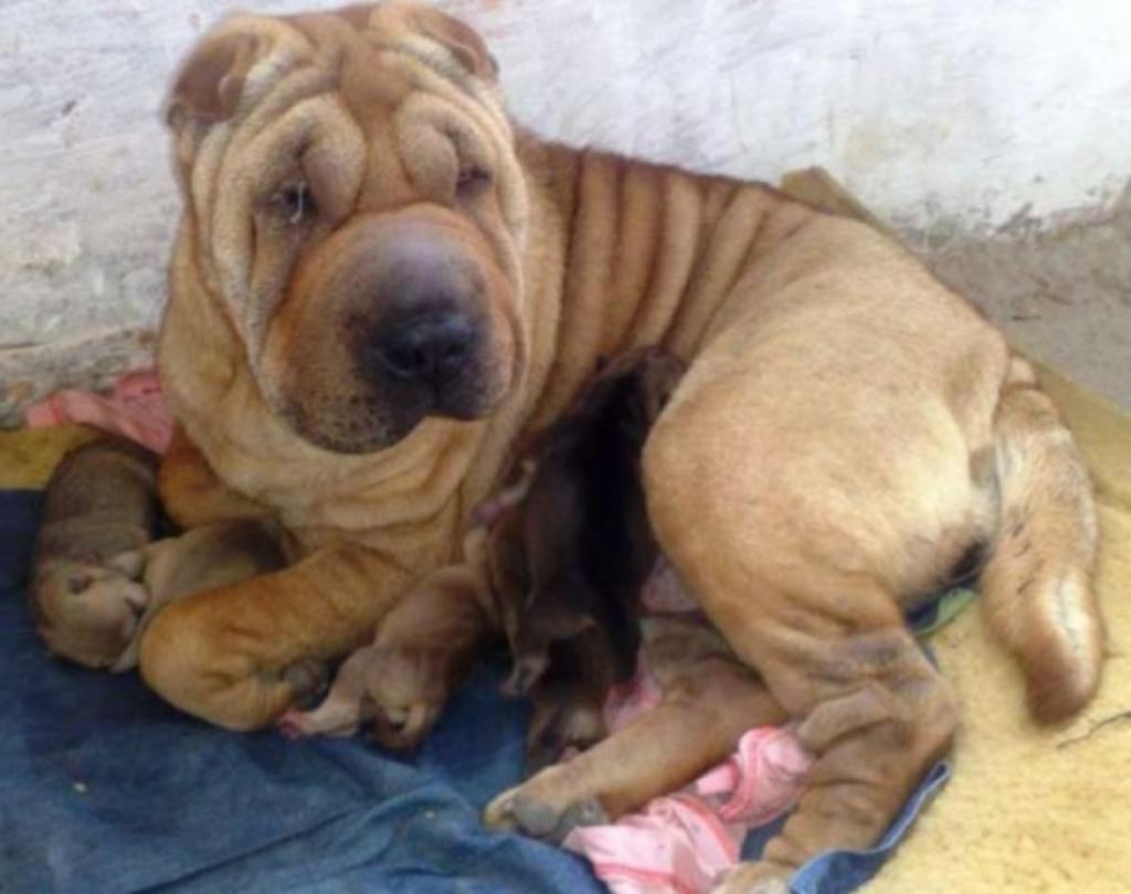 Sharpei