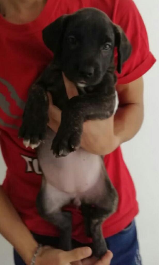 Vendo Cachorros Presa Canario