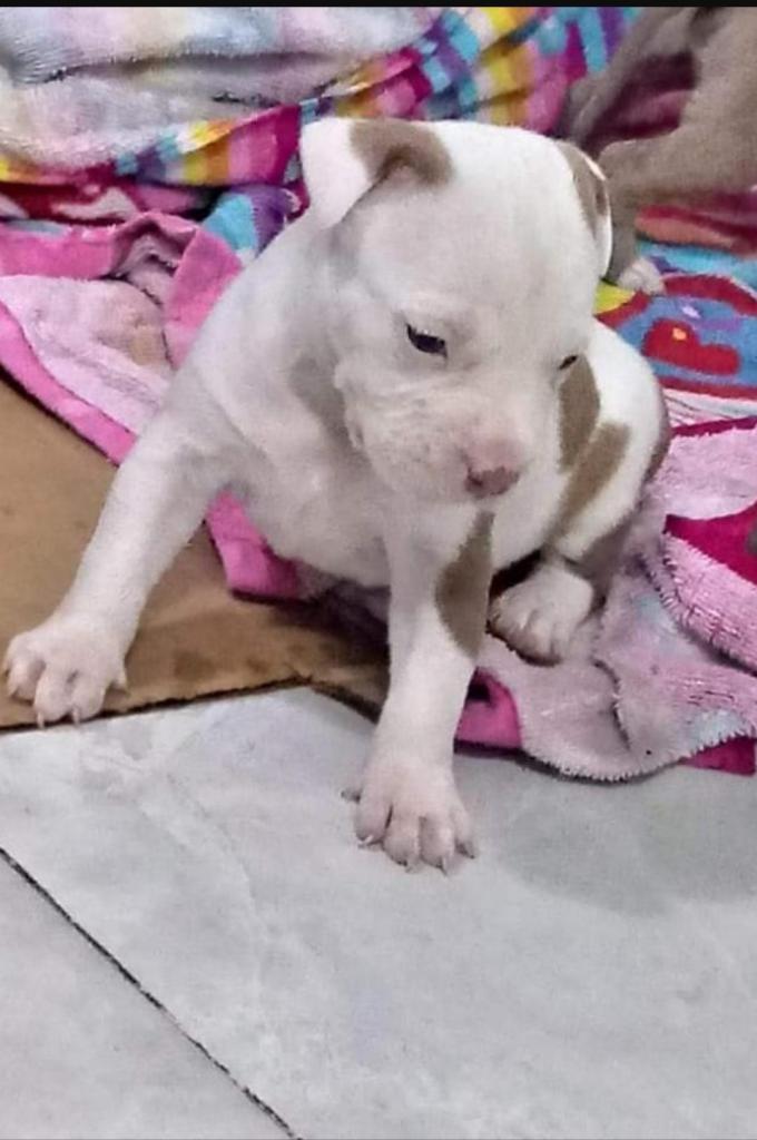 Vendo pitbull hembra