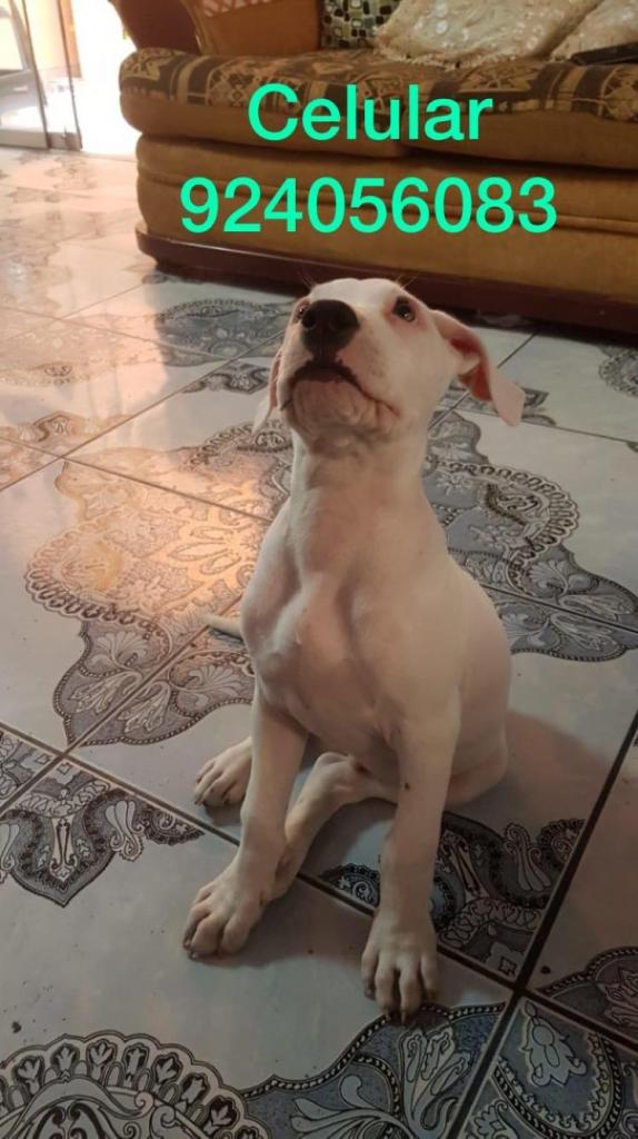 Venta de Dogo Argentino