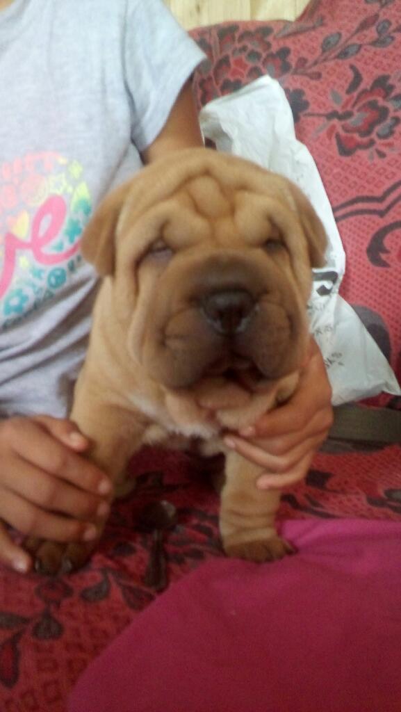 Venta de Sharpei