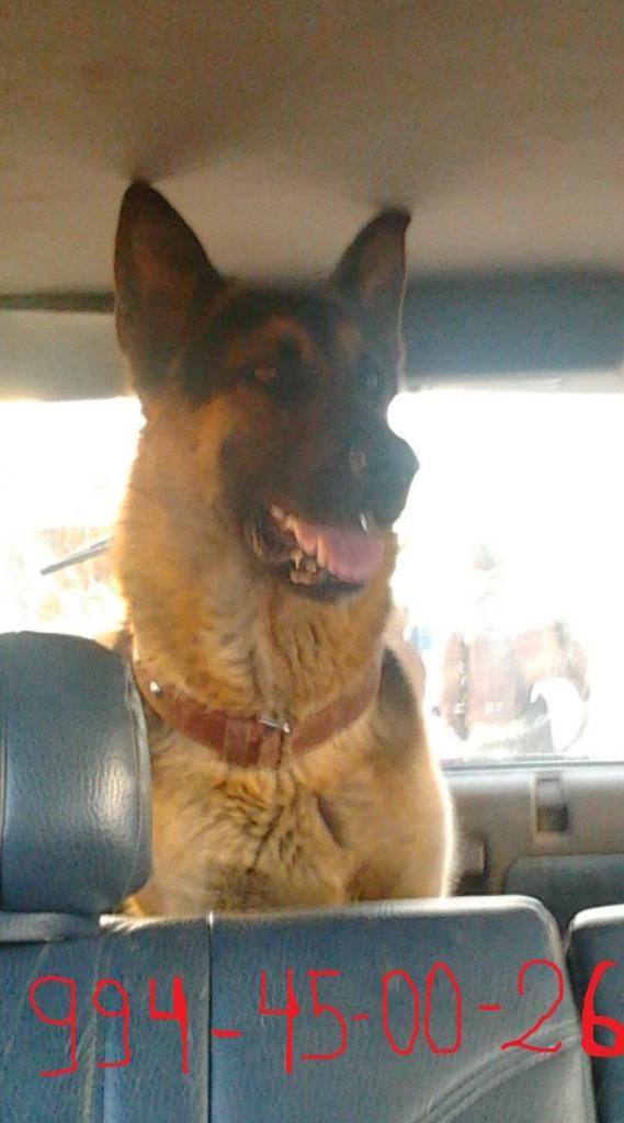 cachorros pastor alemán