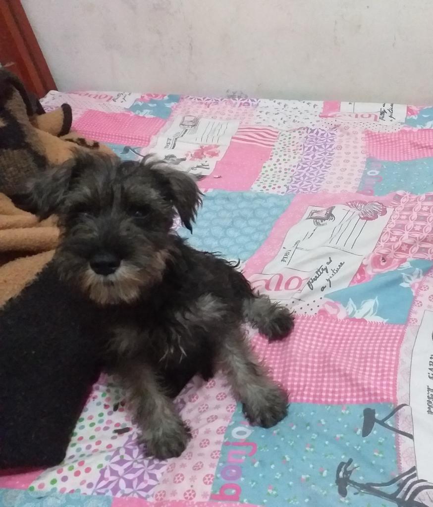 Cachorros Schnauzer