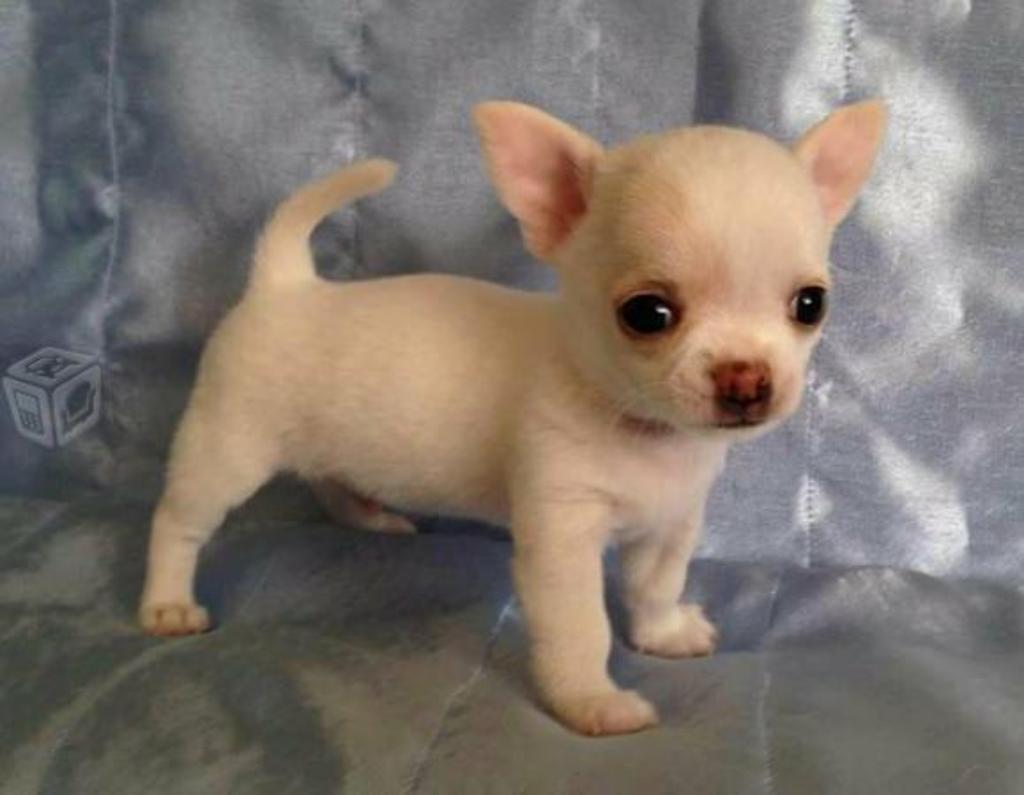 Chihuahuas Mini Toys Blancos Y Bicolores