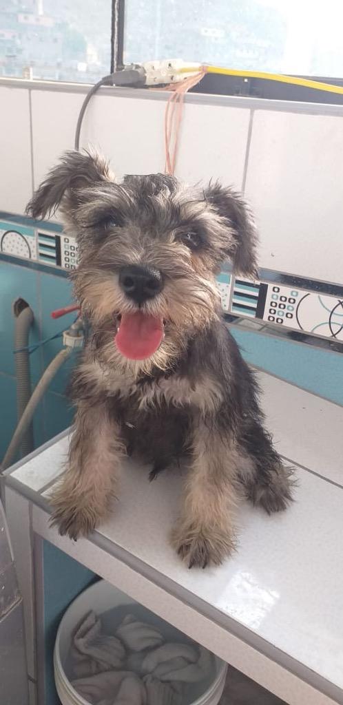 Schnauzer Machito Dos Meses