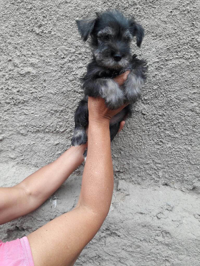 Se Vende Cachorros Schnauzer