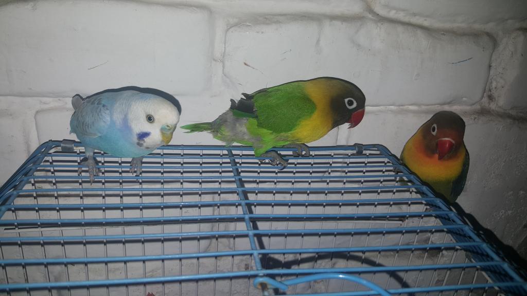 Sevende love birds hermosos gritones