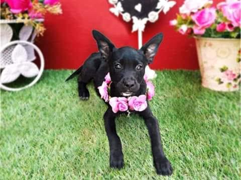 VENUS En adopcion.