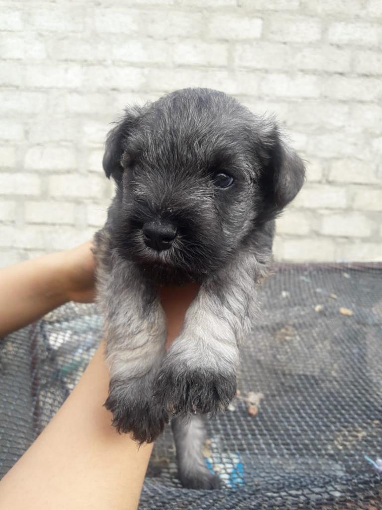 Vendo Perritos Schnauzer