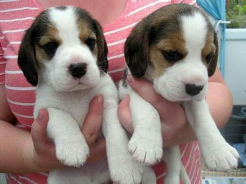 Beagle Calidaad Pedigrii