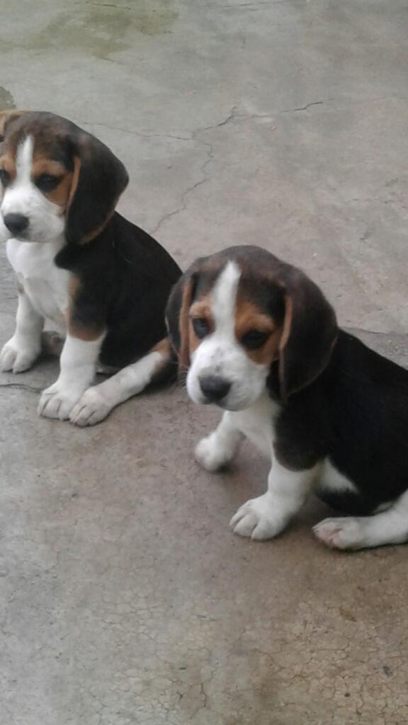 Beagles