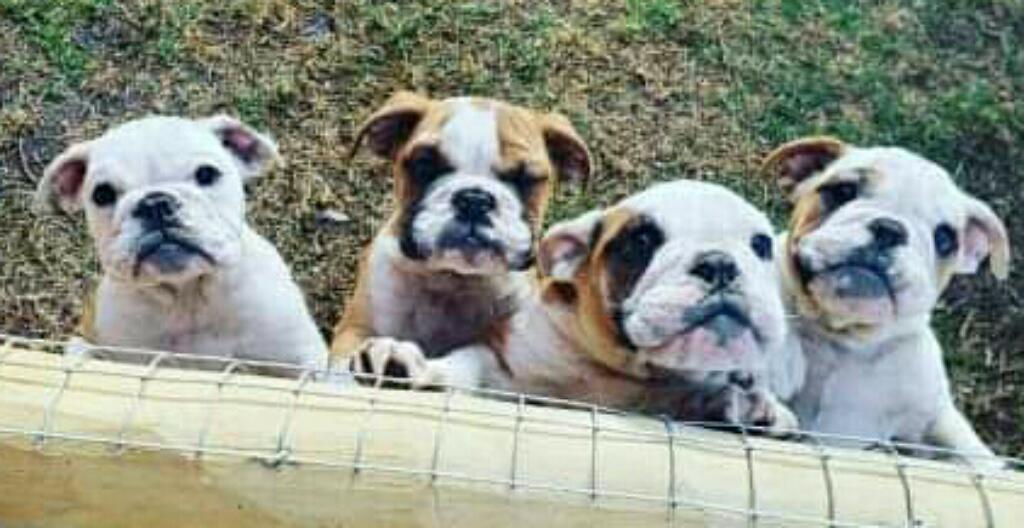 Bulldog Ingles Cortitos