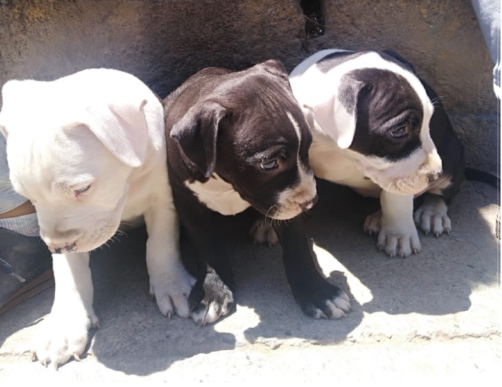 CACHORROS PITBULL