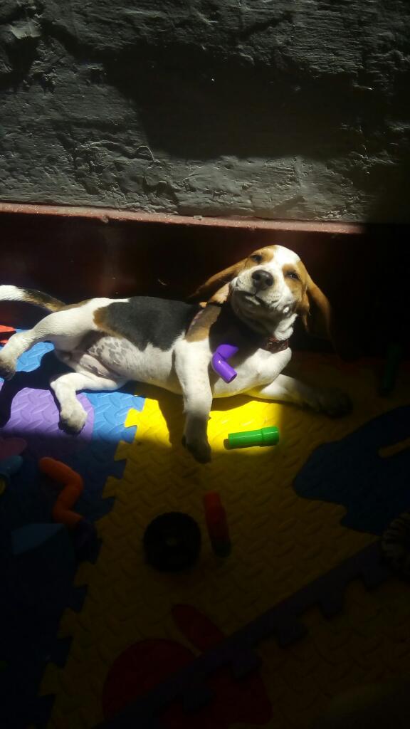 Cachorro Beagle