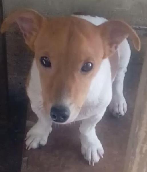 Cachorro Jack Russell