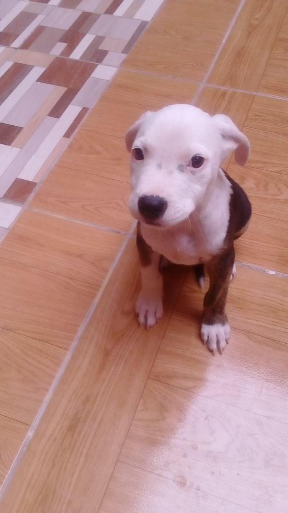 Cachorro Pitbull Macho de 2 meses