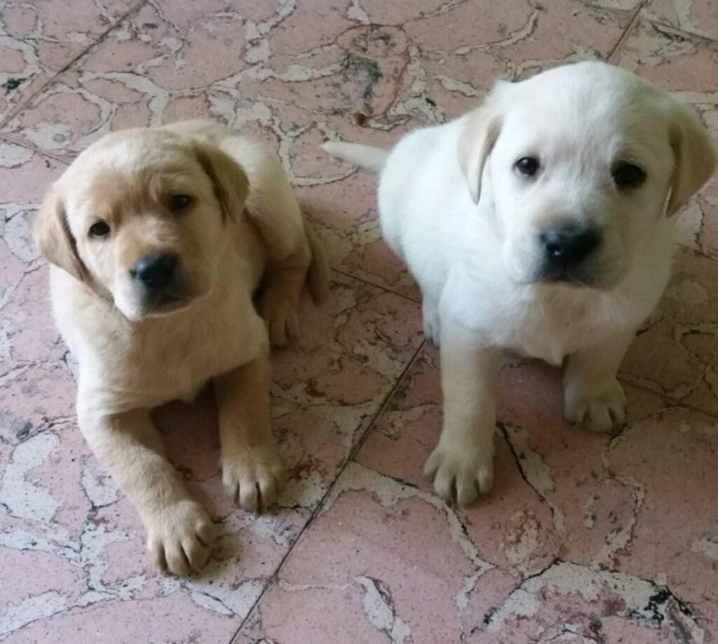 Cachorros Labradores