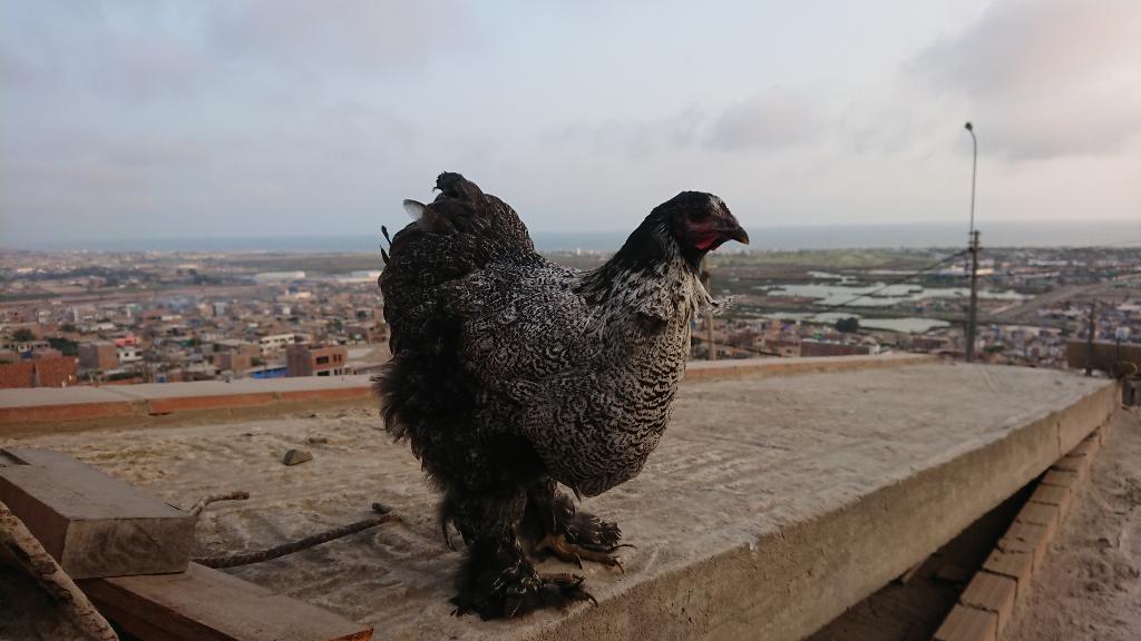 Cochinchina Gigante