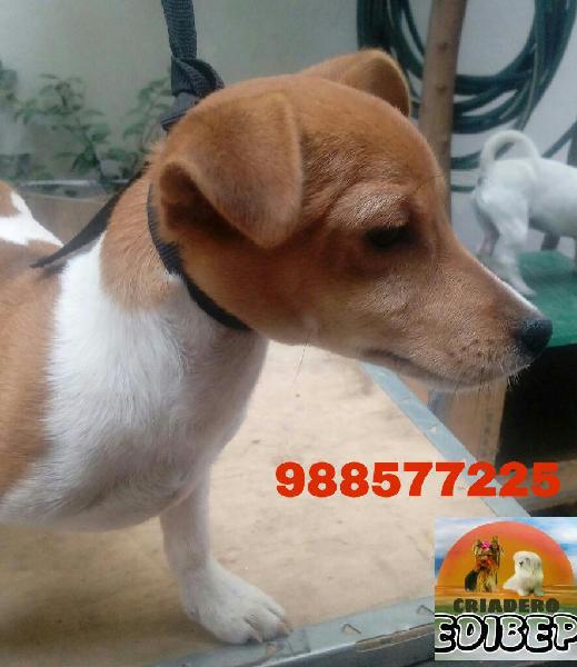 Disponible Jack Russell