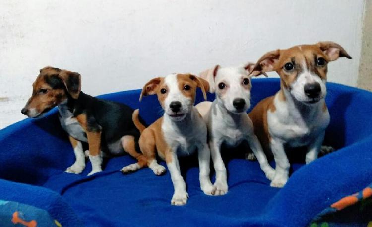 Oferto Jack Russell Enanitos