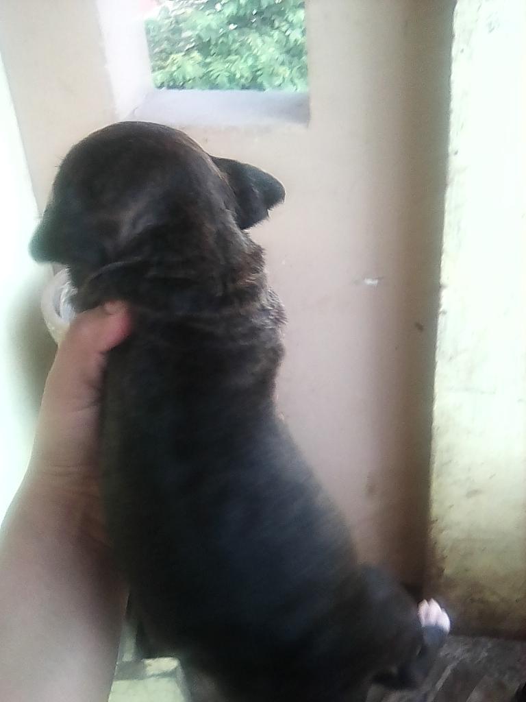 Se Vende Cachorro Pitbull