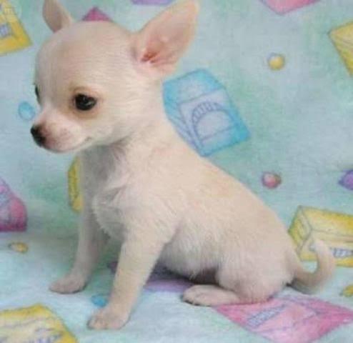 Se vend lindos cachorritos chihuhuas mini toy